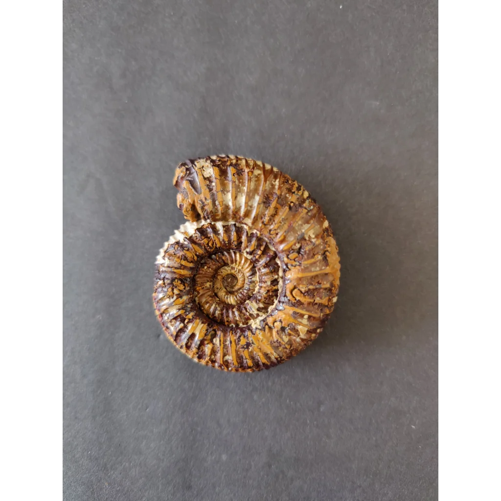 Polished brown tan ammonite fossil, Late Jurassic, Madagascar
