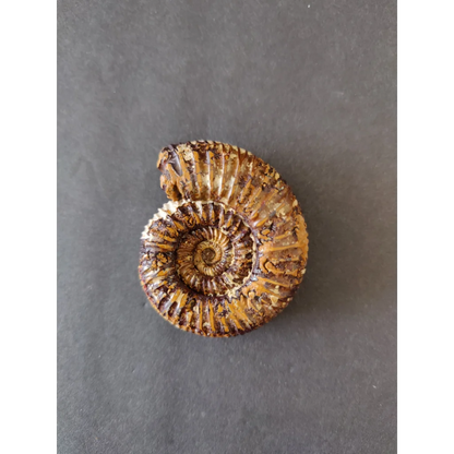 Polished brown tan ammonite fossil, Late Jurassic, Madagascar