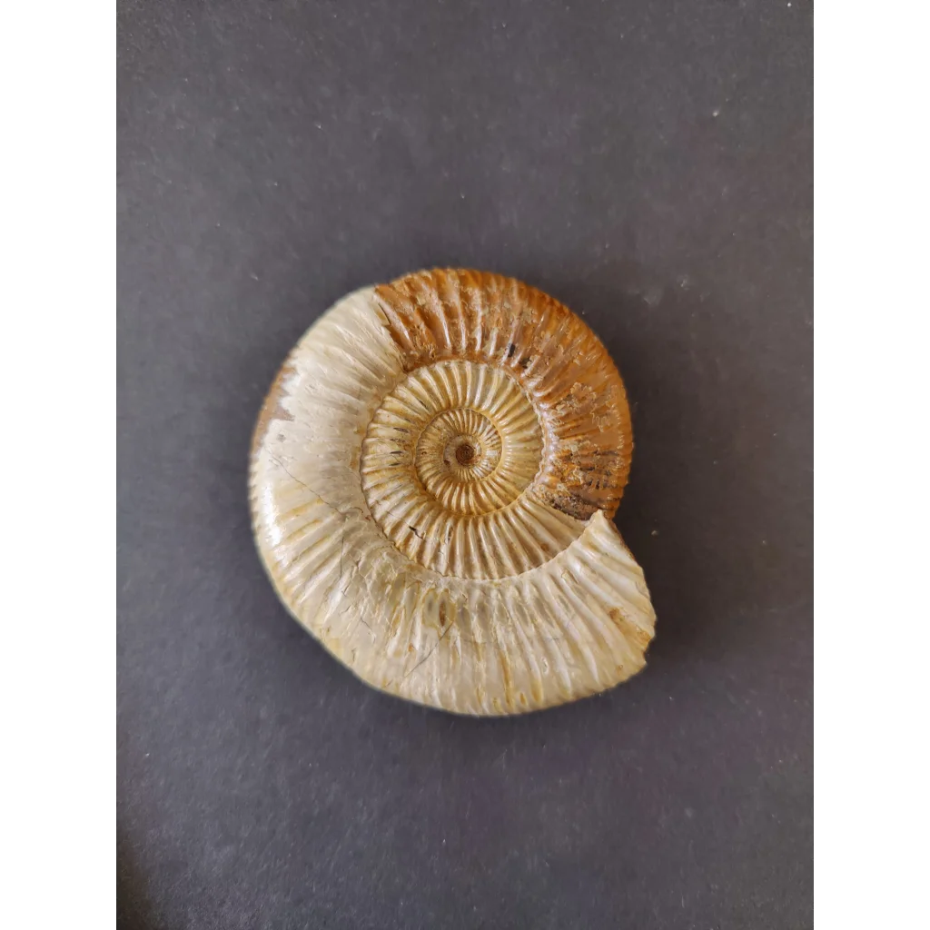 Polished ammonite fossil, Late Jurassic from Madagascar