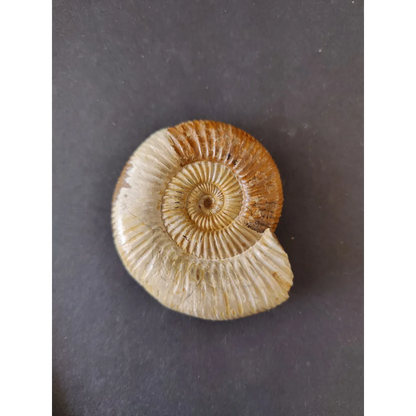 Polished ammonite fossil, Late Jurassic from Madagascar