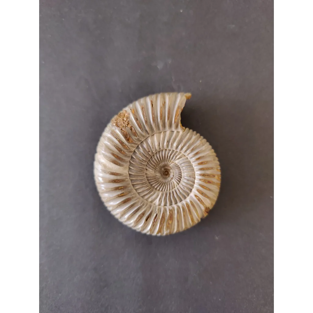 Polished late Jurassic ammonite fossil from Madagascar