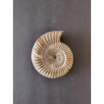 Polished late Jurassic ammonite fossil from Madagascar