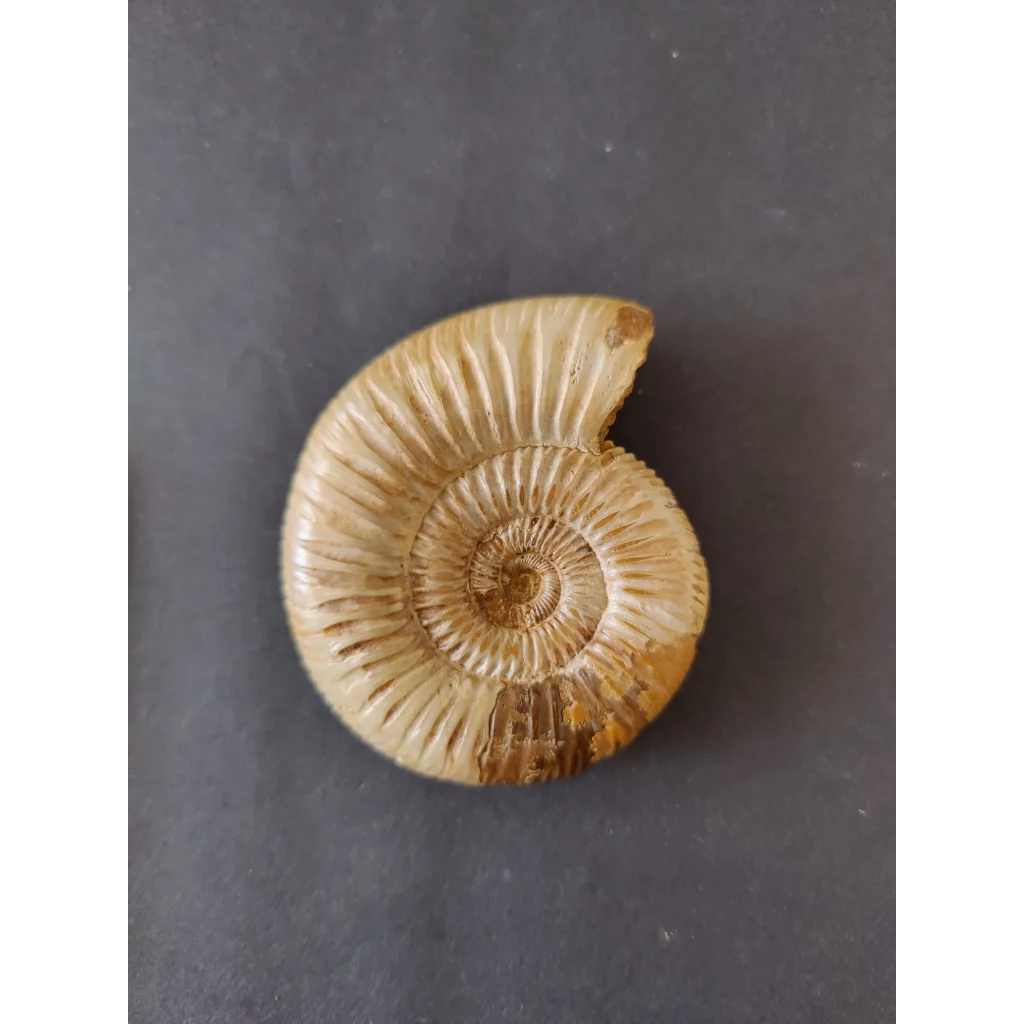 Polished beige ammonite fossil with spiral ridges, Late Jurassic, Madagascar
