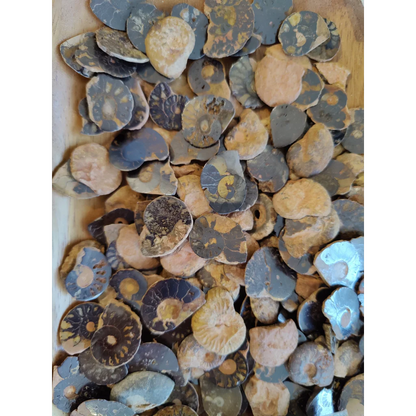 Polished ammonite slice: collection of natural fossils in earthy tones