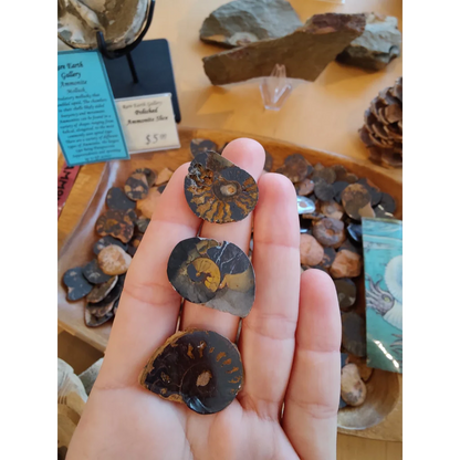 Three polished ammonite fossils with intricate spiral patterns