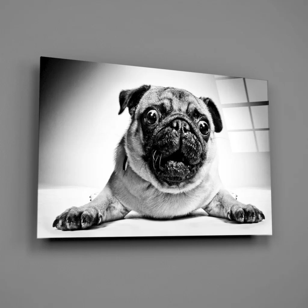 Black and white pug portrait canvas wall art with expressive eyes
