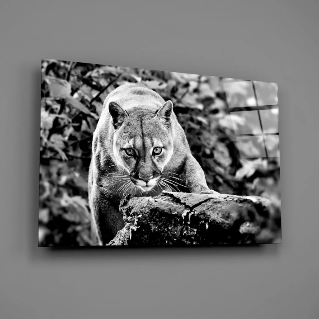 Fierce Cougar Canvas Wall Art in Stunning Black and White | Glass Wall Art Print | vintageantiquesgifts.com