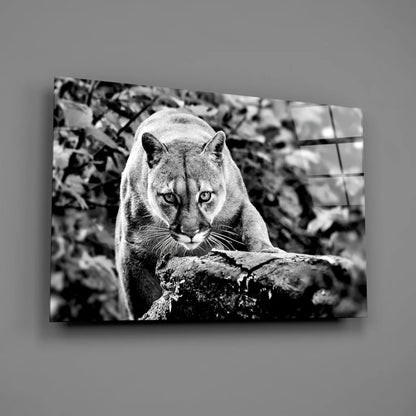 Fierce Cougar Canvas Wall Art in Stunning Black and White | Glass Wall Art Print | vintageantiquesgifts.com