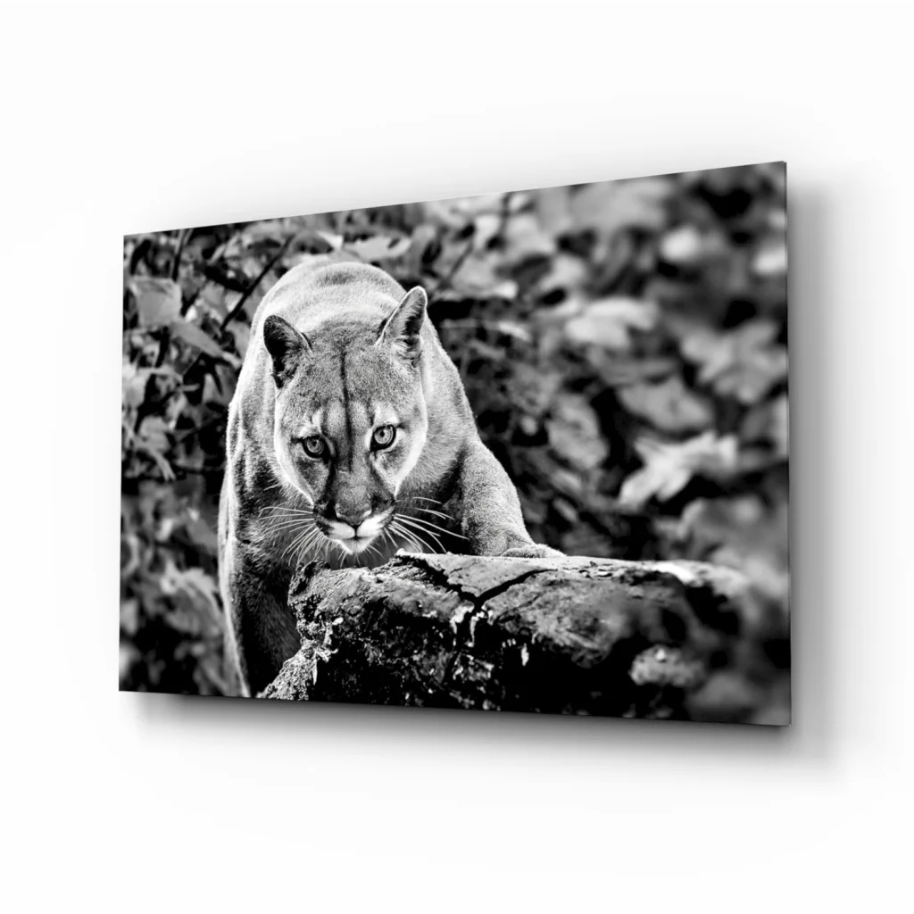 Fierce Cougar Canvas Wall Art in Stunning Black and White | Insigneart USA | vintageantiquesgifts.com
