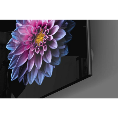 Vibrant dahlia glass wall art with pink to purple petals on black screen