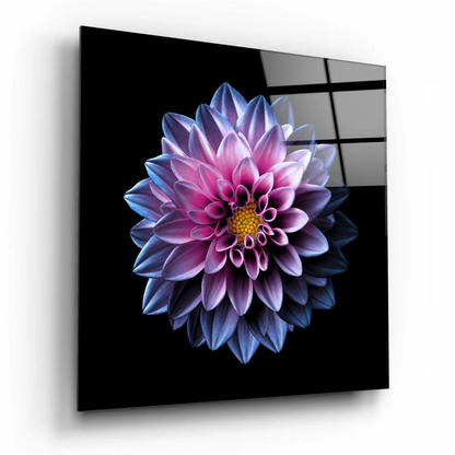 Vibrant purple pink dahlia glass wall art on glossy black panel