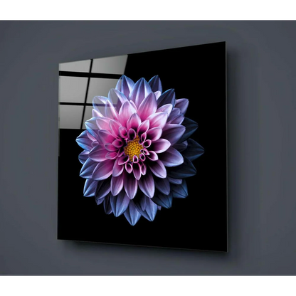 Vibrant purple pink dahlia glass wall art on sleek black panel