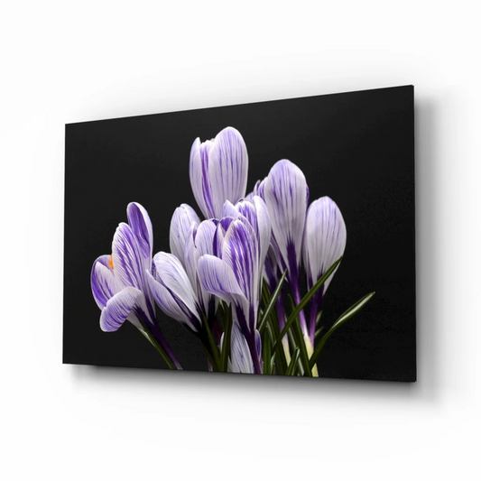 Stunning Purple Crocus Canvas Wall Art on Black Background | Insigneart USA | vintageantiquesgifts.com