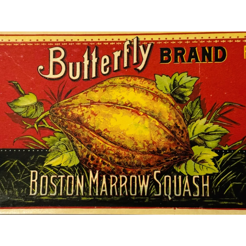 Vintage Boston Marrow Squash ad with antique 1890s butterfly label in original condition