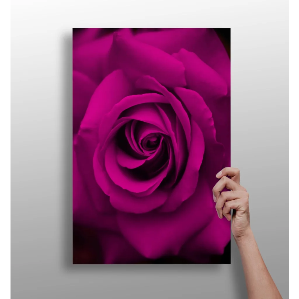 Stunning magenta rose on insigne aluminum prints with vibrant petals