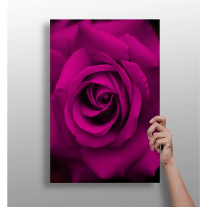 Stunning magenta rose on insigne aluminum prints with vibrant petals