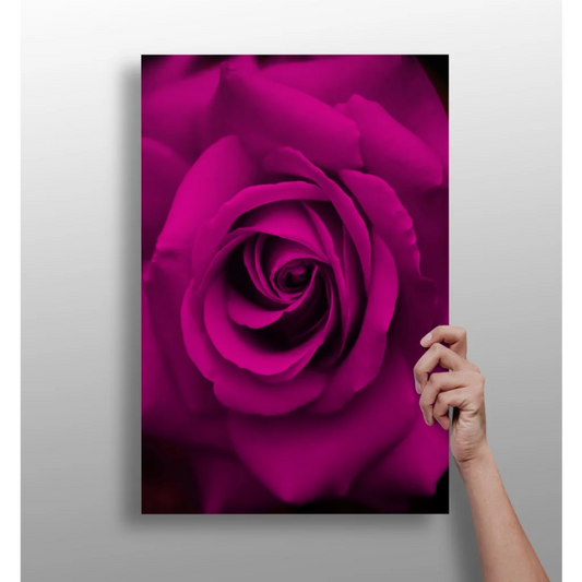 Stunning magenta rose on insigne aluminum prints with vibrant petals