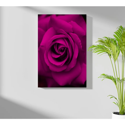 Stunning magenta rose insigne aluminum print on white wall