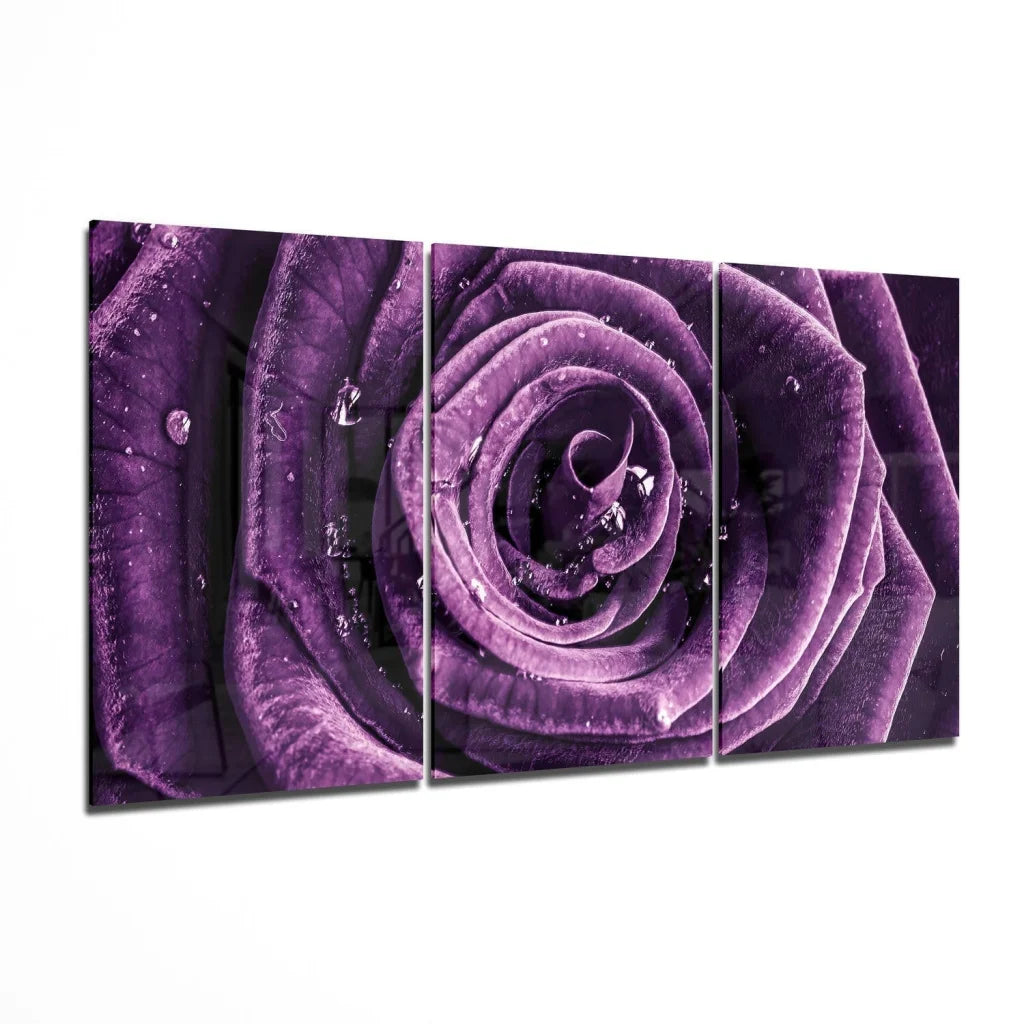 Deep purple rose dew drop wall art tri-panel canvas print