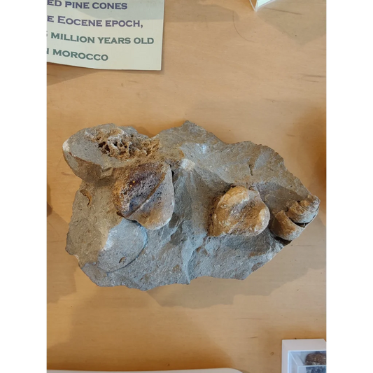Rough Gastropod Large: fossilized Eocene pine cones in gray rock