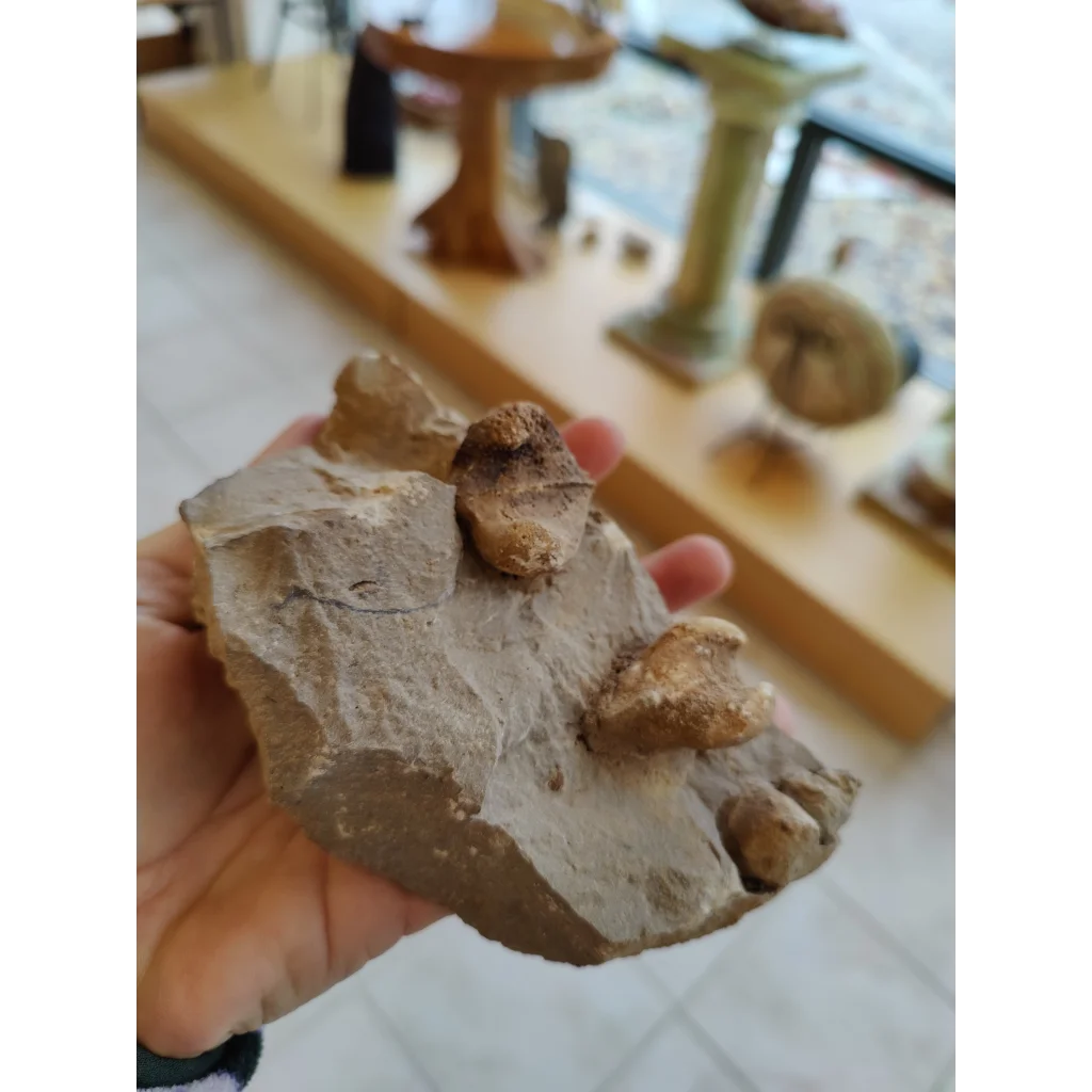 Hand holding Rough Gastropod Large slab with fossilized teeth