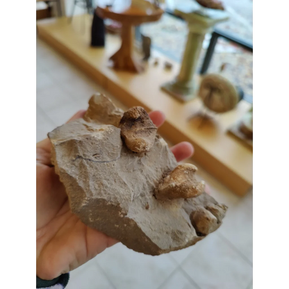 Hand holding Rough Gastropod Large slab with fossilized teeth