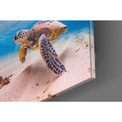 Stunning green sea turtle tempered glass art swimming over sandy ocean floor