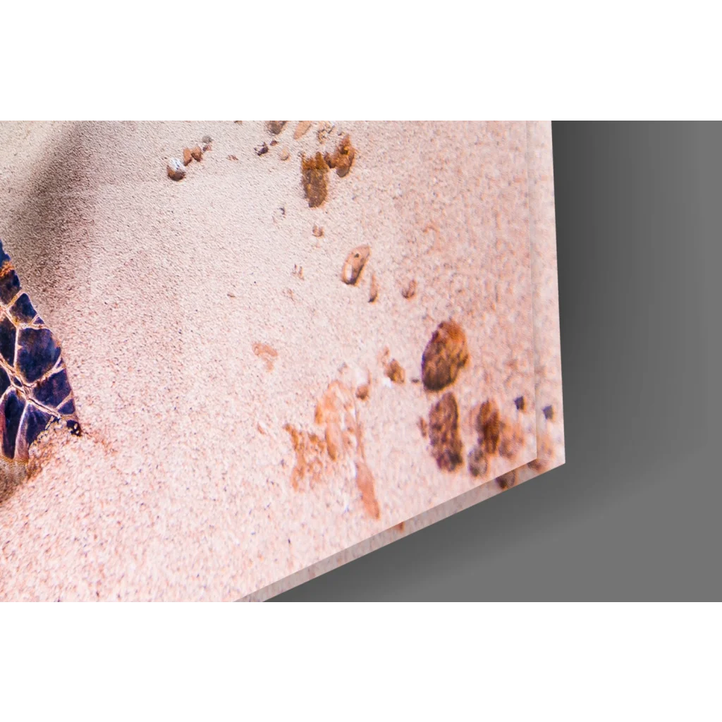 Close-up sea turtle shell glass wall art on pink sand with pebbles