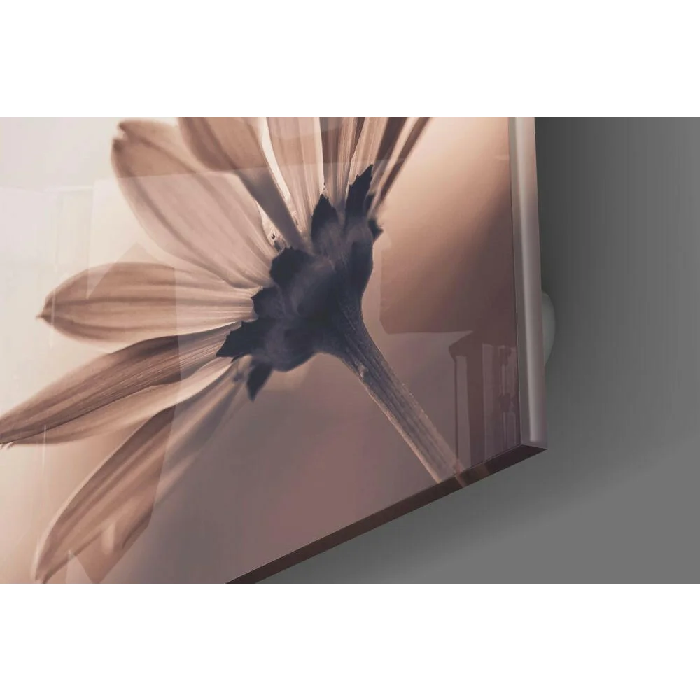 Sepia Daisy stylized glass wall art print on acrylic panel