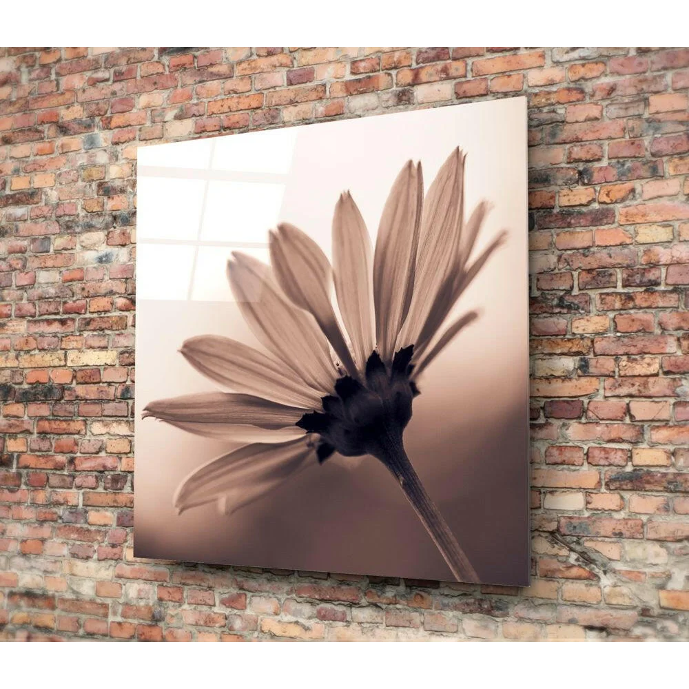 Sepia-toned daisy glass wall art print on acrylic panel