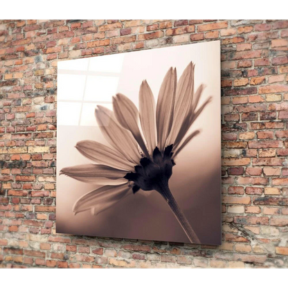 Sepia-toned daisy glass wall art print on acrylic panel