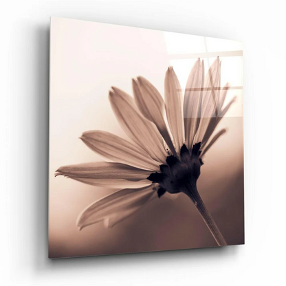Sepia-toned daisy print on square acrylic glass wall art panel