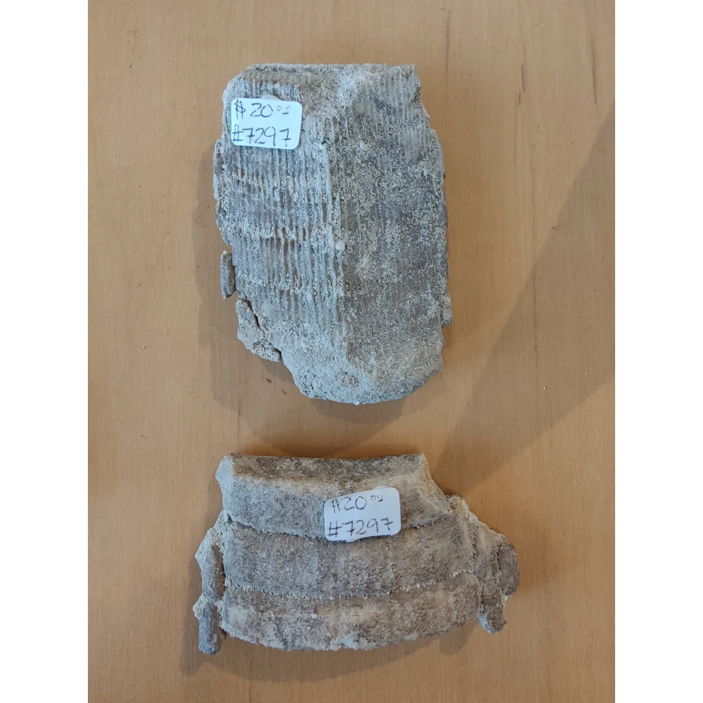 Gray weathered stingray mouth plate fossil with ridges and rough texture