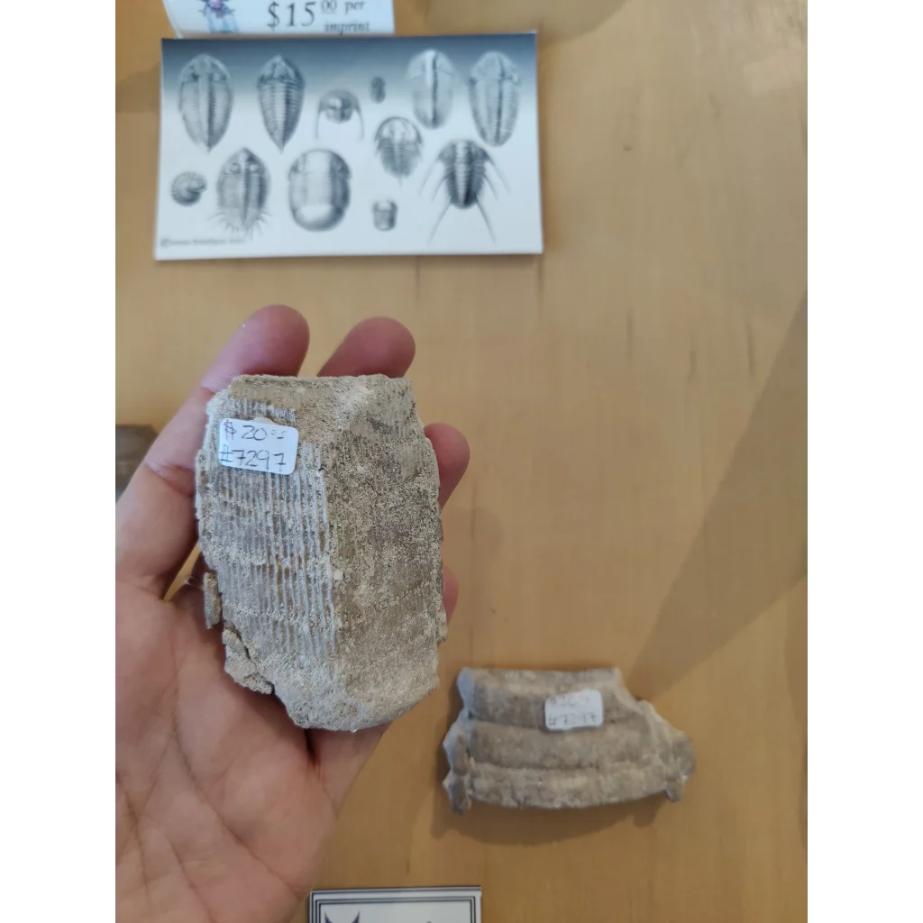 Weathered light gray stingray mouth plate fossil LG with ridged segments