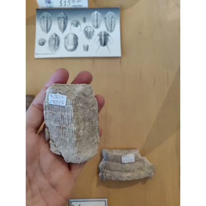Weathered light gray stingray mouth plate fossil LG with ridged segments