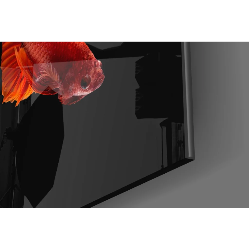 Vibrant red and orange goldfish in black aquarium glass wall art