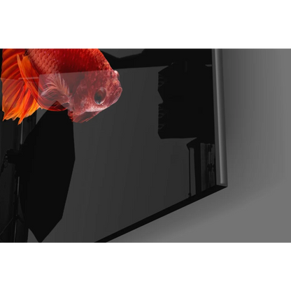Vibrant red and orange goldfish in black aquarium glass wall art