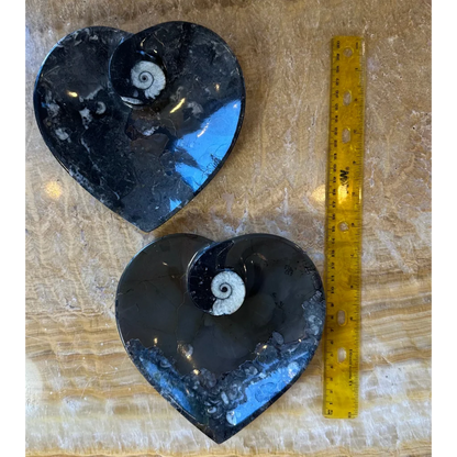 Two polished black heart-shaped orthoceras fossils in black limestone from Morocco
