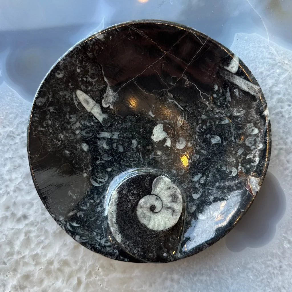 Stunning black limestone orthoceras fossils heart plate with ammonite