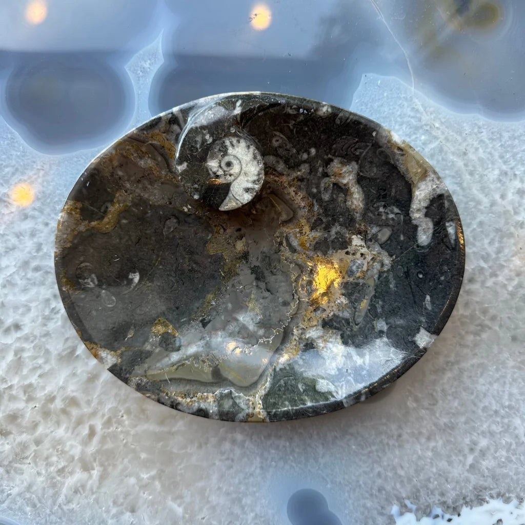 Stunning black limestone orthoceras fossils heart plate from Morocco