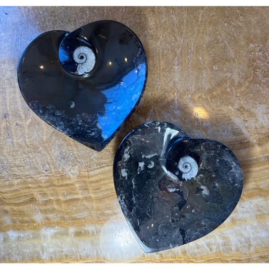 Two polished black heart-shaped ammonite orthoceras fossils in black limestone from Morocco