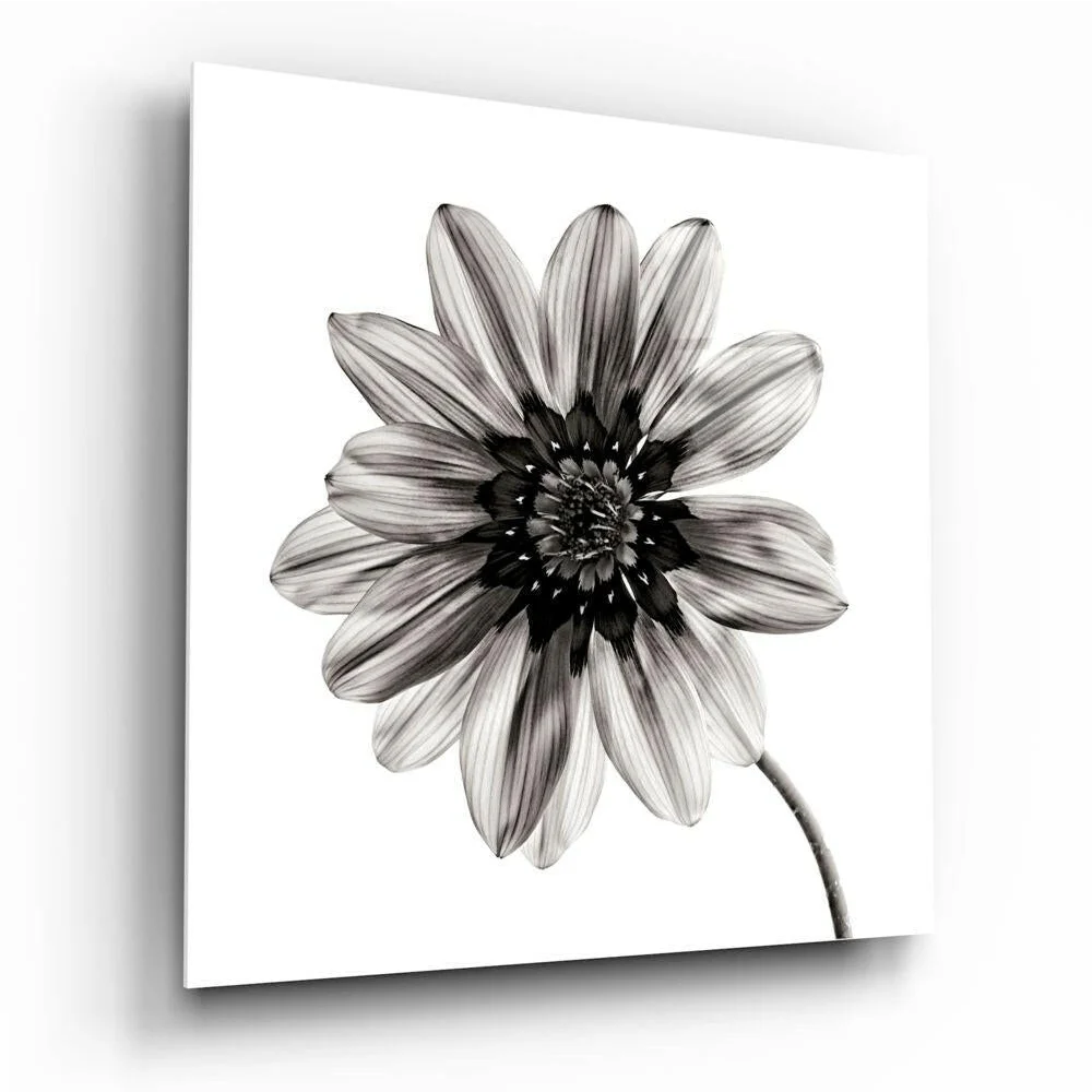 Stunning Black and White Dahlia Flower Wall Art Print | Insigneart USA | vintageantiquesgifts.com