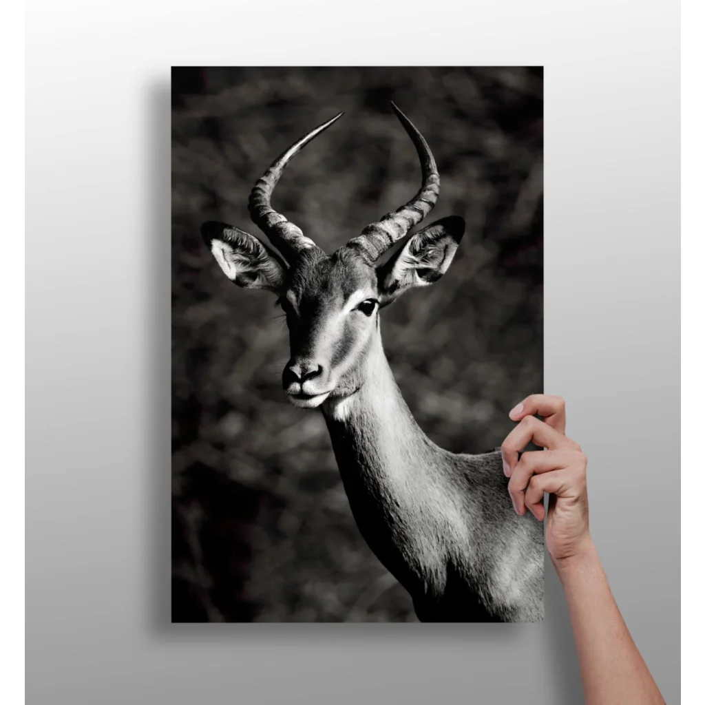 Stunning black and white antelope with horns on wood frame canvas print