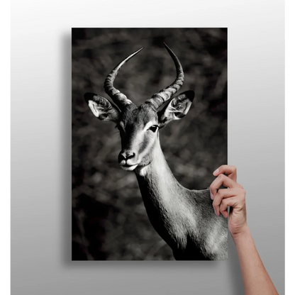 Stunning black and white antelope with horns on wood frame canvas print