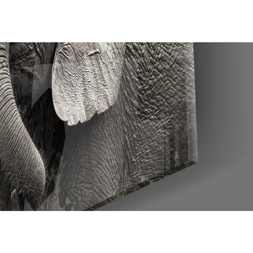 Stunning black white elephant canvas wall art with texture