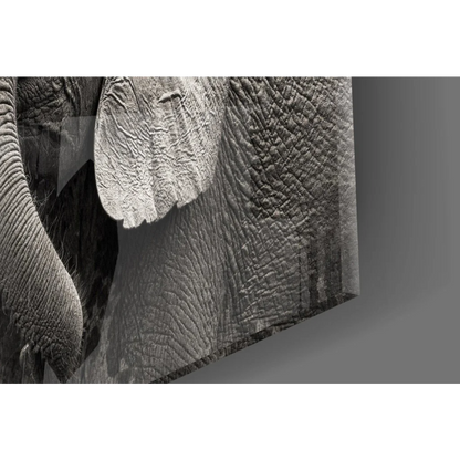 Stunning black white elephant canvas wall art with texture