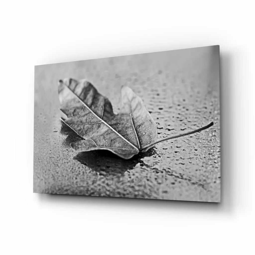 Stunning black white maple leaf canvas wall art print