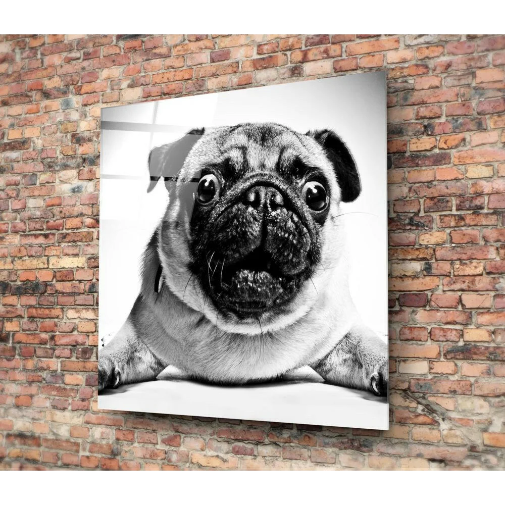 Stunning black and white pug wall art print on glossy paper
