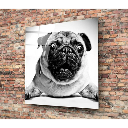 Stunning black and white pug wall art print on glossy paper