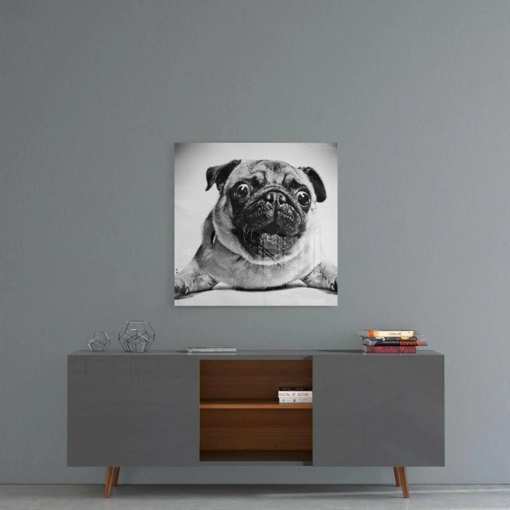 Stunning black and white pug portrait wall art canvas print